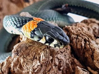 Non-venomous snake on a white background. A macro shot of a snake.