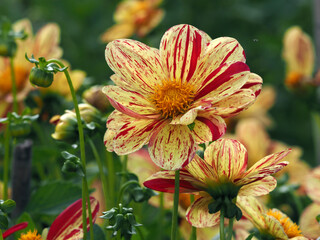 Gelbrotgestreifte Dahlienblüten