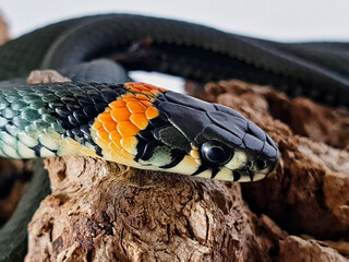 Non-venomous snake on a white background. A macro shot of a snake.