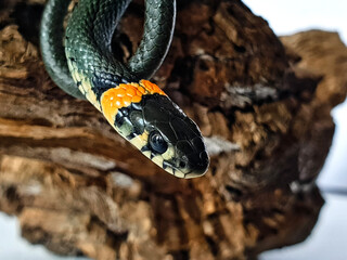 Non-venomous snake on a white background. A macro shot of a snake.