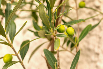 Frische grüne Oliven auf einem Zweig