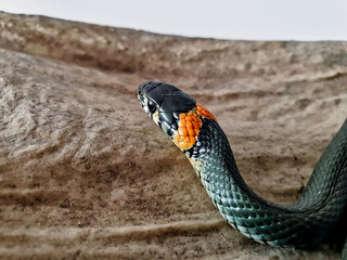 Non-venomous snake on a white background. A macro shot of a snake.