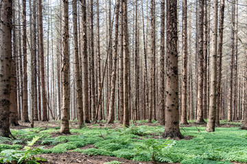 Waldsterben im Fichtenwald