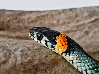 Non-venomous snake on a white background. A macro shot of a snake.