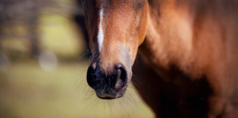 Nose of a red colt close-up.