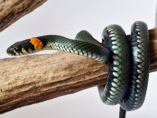 Non-venomous snake on a white background. A macro shot of a snake.