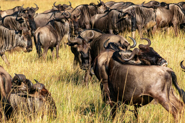 ケニアのマサイマラ国立保護区で見かけた、ヌーの大群