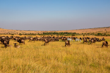 Fototapeta na wymiar ケニアのマサイマラ国立保護区で見かけた、ヌーの大群とシマウマ