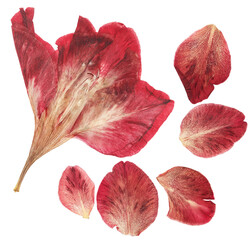 Pressed and dried bright pink flower gladiolus. Isolated on white background. For use in...