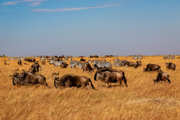 ケニアのマサイマラ国立保護区の草原で見かけた、ヌーとシマウマの大群 © 和紀 神谷