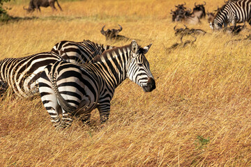 ケニアのマサイマラ国立保護区の草原で見かけた、シマウマとヌー