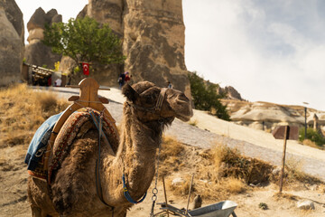 Turkish camel alone in the natural park of Göreme in Cappadocia, Turkey