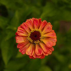 red flower in the garden