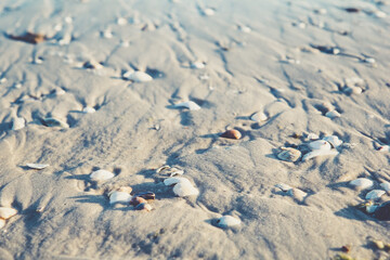 Close up view of sandy beach with different colorful seashells at sunset. Soft season background
