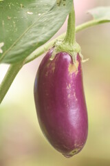 eggplants and tomato