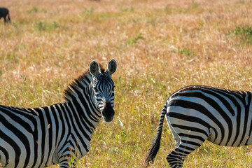 ケニアのマサイマラ国立保護区の草原で見かけた、カメラ目線のシマウマ