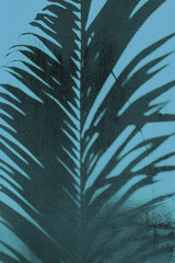 Tło tropikalne, cień palmy na niebieskim tle.