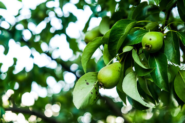 pear fruit on tree. diseases of pears, agronomy. home garden care