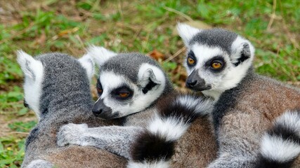 Obraz premium Katta, Maki, Ringelschwanz Lemur - drei Tiere in einer Reihe sitzend