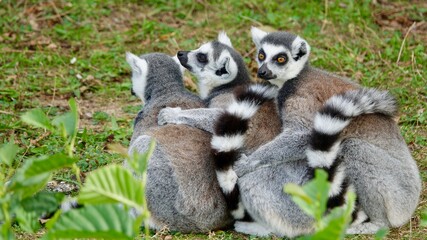 Naklejka na ściany i meble Katta, Maki, Ringelschwanz Lemur - drei Tiere in einer Reihe sitzend
