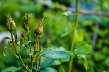 Rose Bush in Park. Sunrays, bokeh with selective soft focus. Space for text, copyspace. Valentine or birthday background
