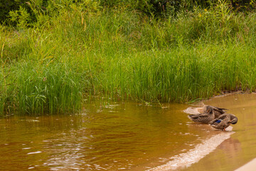 Wild ducks near the reservoir and against the background of aquatic plants