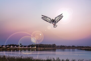 Holy spirit dove  .  Dove in the air with the Wide Open 