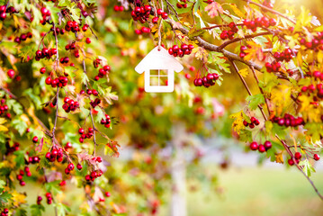 Fototapeta na wymiar The symbol of the house among red hawthorn berries 