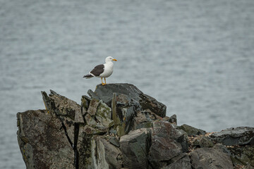 Kelp gull (Larus dominicanus), Antarctica