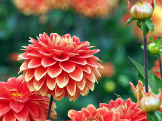 Rotgelbe Dahlienblüte