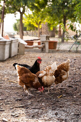 Three brown hens and a black hen eating in a chicken coop
