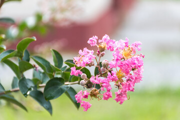 Fototapeta na wymiar Flores rosadas