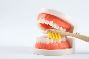 Dental model of teeth and dental care products on light background with place for text
