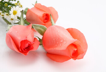 Roses are a popular crop for both domestic and commercial cut flowers.They are harvested and cut...
