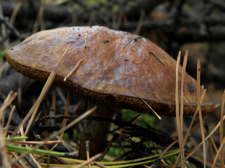Close-Up of a Mushroom growing near mosses