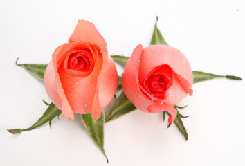 Roses are a popular crop for both domestic and commercial cut flowers.They are harvested and cut...