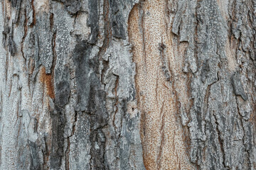 bark cracked texture