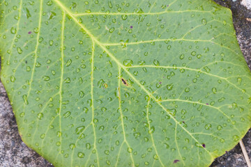 Hoja verde con gotas de agua