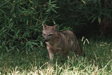 A crab-eating fox (cerdocyon thous) walking in short grassland in Brazil
