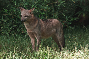 A crab-eating fox (cerdocyon thous) walking in short grassland in Brazil