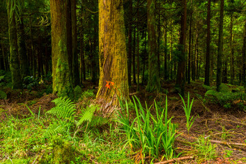 mystic green forest in Azores