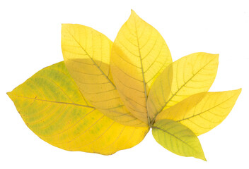 collection of colorful yellow autumn leaf isolated on white background