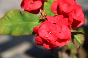 red blossom