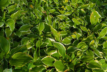 Fototapeta na wymiar Green leaves on a flower bed as a background