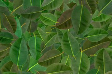 background of green magnolia leaves texture