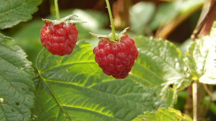 ripe raspberries on a bush