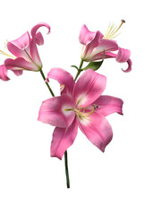 lilac lilies isolated on white background