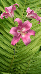 lilac lilies on green textured background