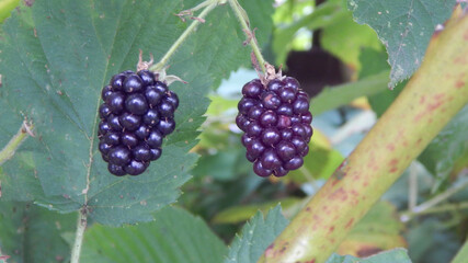 blackberry on a branch