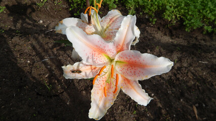 orange tiger lily with awasp on a petal

